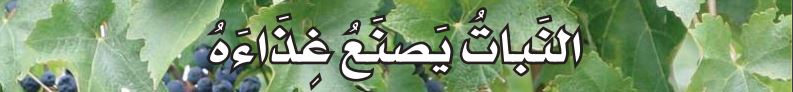 النبات يصنع غذاءه